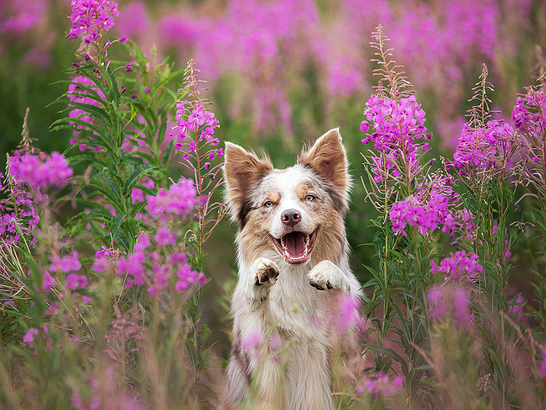 Auf diesem Foto ist ein Hund in einer Blumenwiese zu sehen