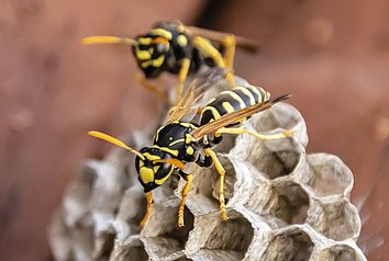 Two wasps climb over a wasps' nest