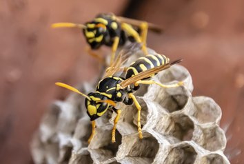 Two wasps climb over a wasps' nest