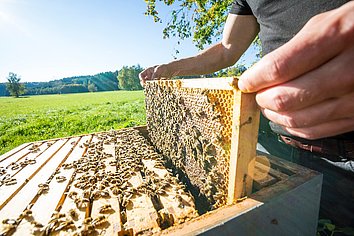 Beekeeper pulls honeycomb out of hive