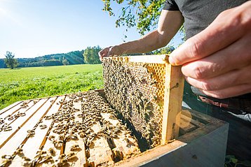 Imker zieht Honigwabe aus Bienenstock