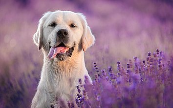 Ein Hund in einem Lavendelfeld