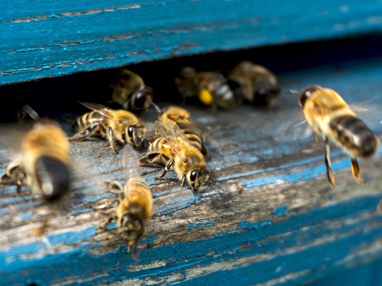 Auf diesem Foto sind Bienen zu sehen