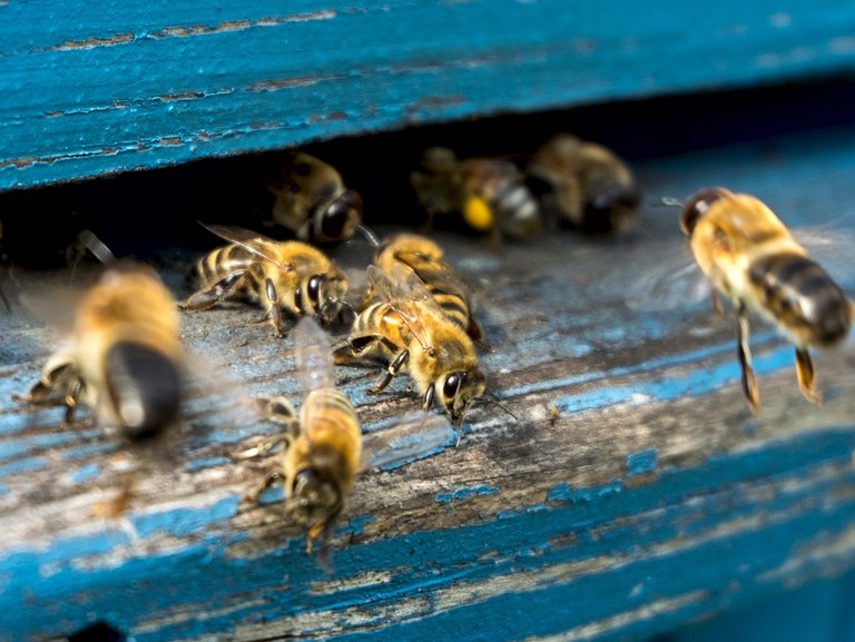 Auf diesem Foto sind Bienen zu sehen