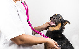 Dieses Foto zeigt einen Hund beim Tierarzt.