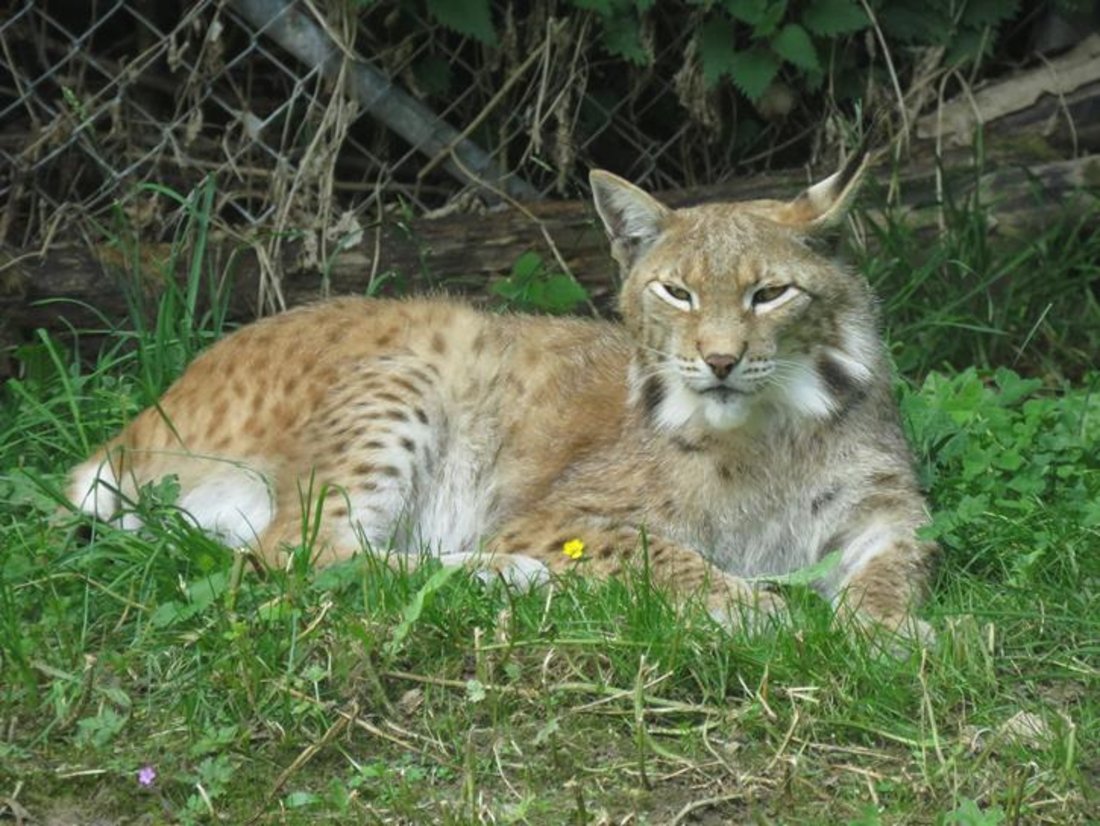 Auf diesem Foto ist ein Luchs zu sehen