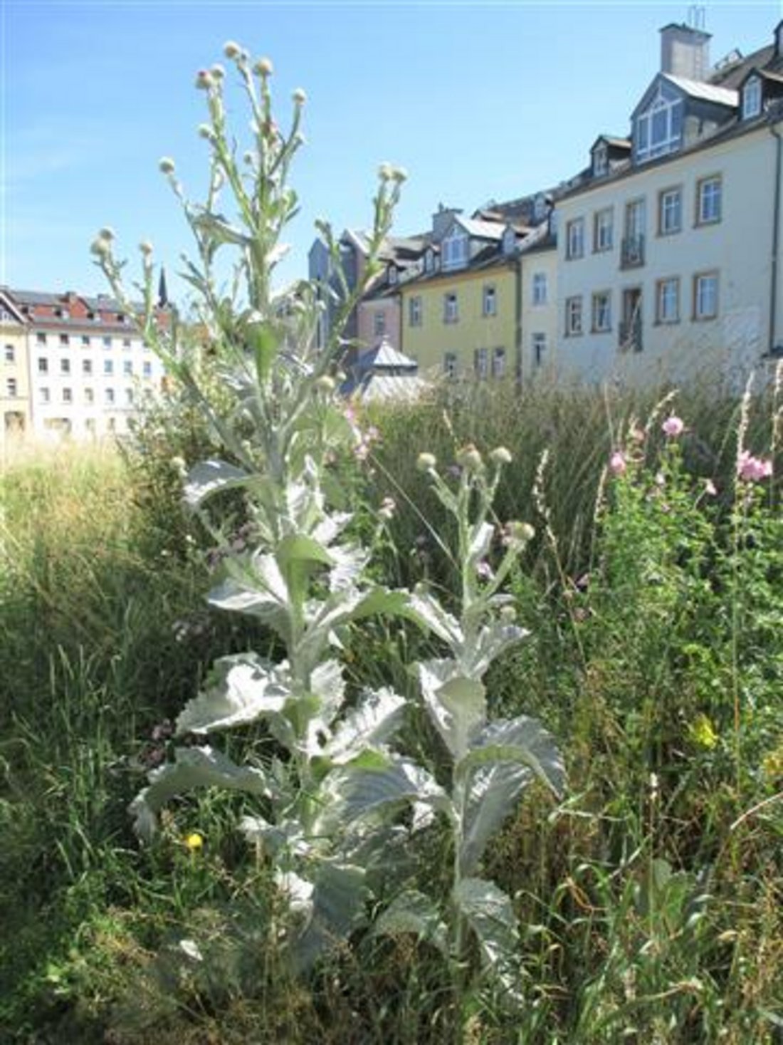 Auf diesem Foto sind Pflanzen zu sehen