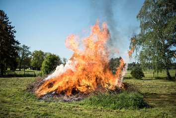 Old leaves are burned.