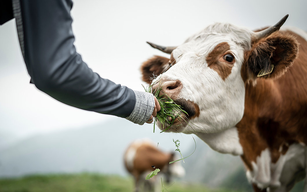 Kuh auf der Weide wird gefüttert.