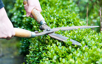 A hedge is being trimmed.